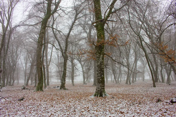 Una Bellissima Foresta Ricoperta Dalla Prima Neve Villaggio Ivanovka Azerbaigian — Foto Stock