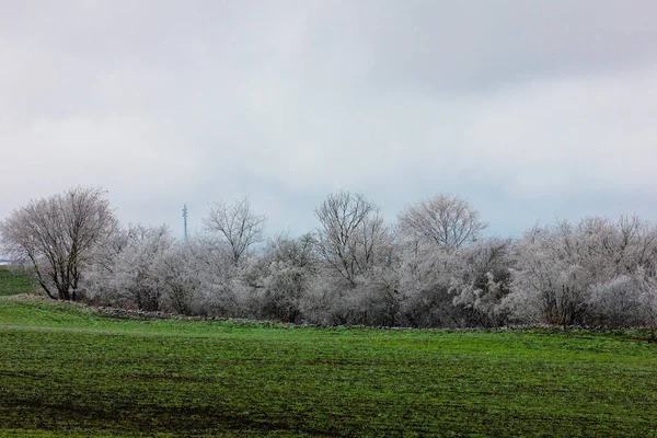 Beautiful Trees Green Fields Winter Village Ivanovka Azerbaijan — Photo