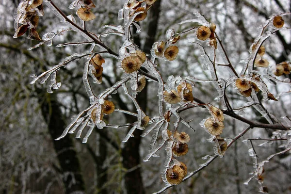 얼어붙은 나뭇가지들 — 스톡 사진