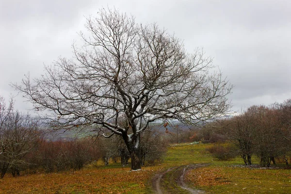 Όμορφο Δέντρο Καλυμμένο Χιόνι Χωριό Ιβανόβκα Αζερμπαϊτζάν — Φωτογραφία Αρχείου