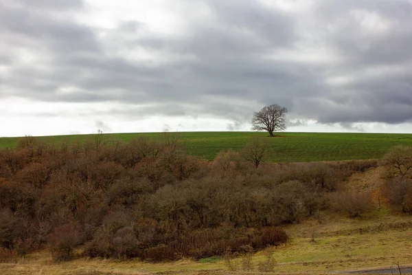 Belas Árvores Campos Verdes Tempo Nublado Aldeia Ivanovka Azerbaijão — Fotografia de Stock