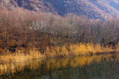 Dry reeds are reflected in the water of the lake