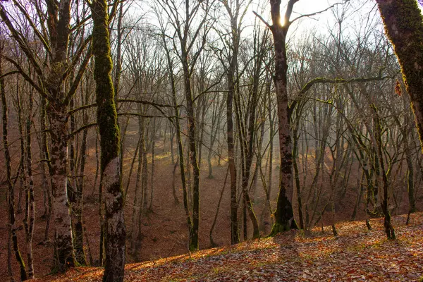 Arbres Tombés Dans Forêt Automne Azerbaïdjan Région Ismayilli — Photo