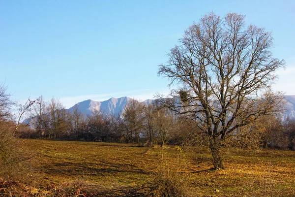 Lonely Tree Field Background Snowy Mountains — Photo