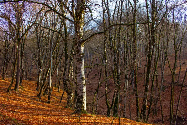 Padlé Stromy Podzimním Lese Ázerbájdžán Ismayilli Region — Stock fotografie