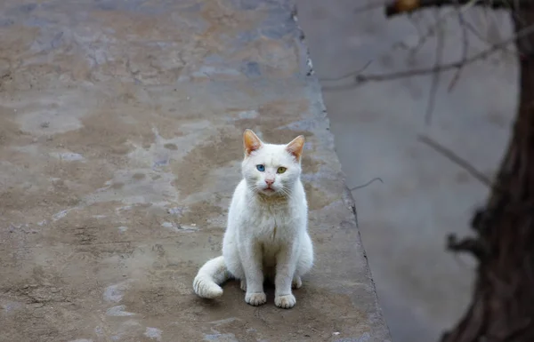 Gato Blanco Con Ojos Multicolores — Foto de Stock