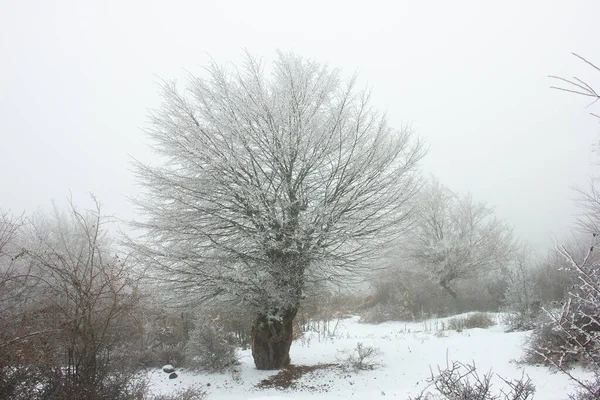 Schöner Schneebedeckter Baum Winterwald — Stockfoto