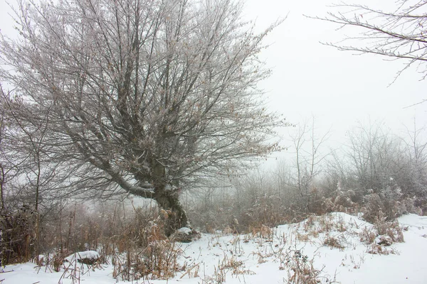 Bela Árvore Nevada Floresta Inverno — Fotografia de Stock