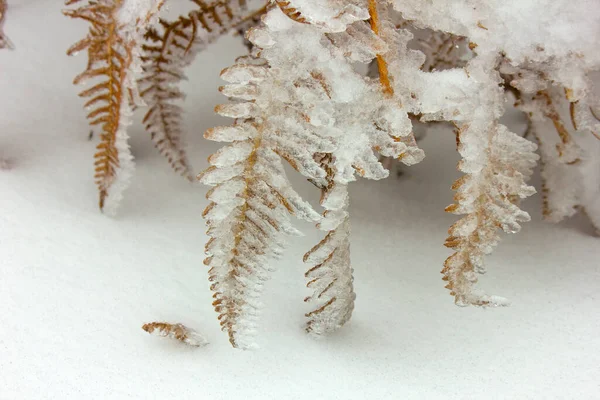 Frozen Fern Leaves Winter Forest — 스톡 사진