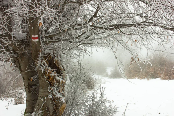 Signpost Tree Route Tourists — Photo