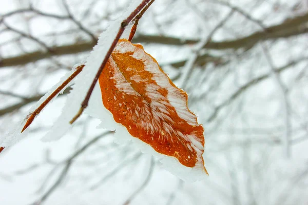 의나무 얼어붙은 — 스톡 사진