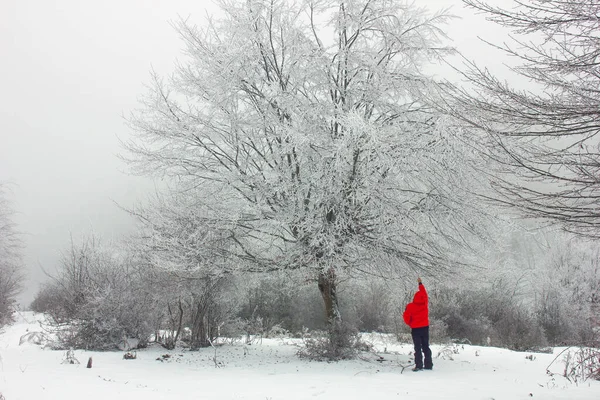 Man Red Jacket Touching Branches Snow Covered Tree — Stok fotoğraf