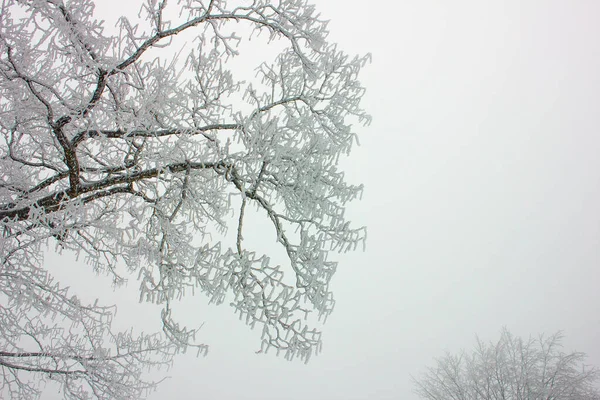 Piękne Śnieżne Drzewo Zimowym Lesie — Zdjęcie stockowe
