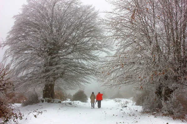 People Walk Snowy Forest — Photo