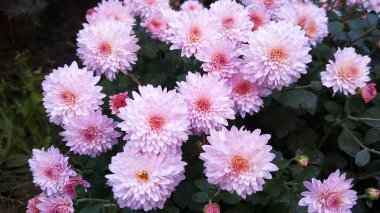 Yaz parkta güzel mor çiçekler.