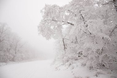 Snowy road in a beautiful forest.