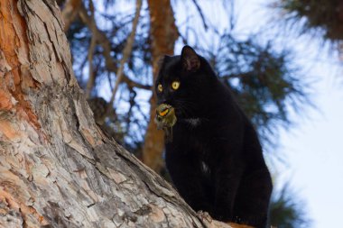 A black cat caught a beautiful bird in a tree.
