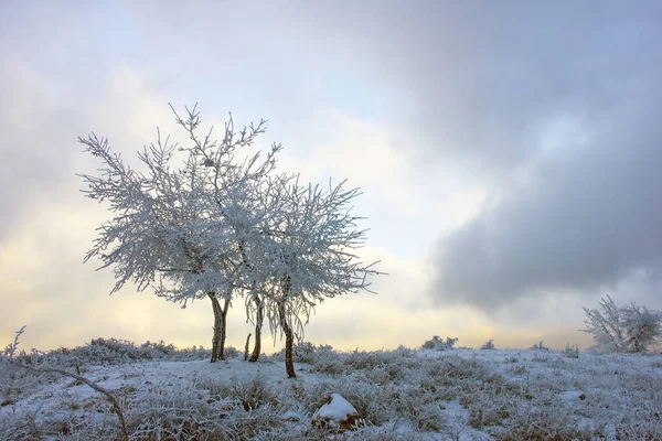 Beautiful Snow Covered Trees Sunrise — Photo