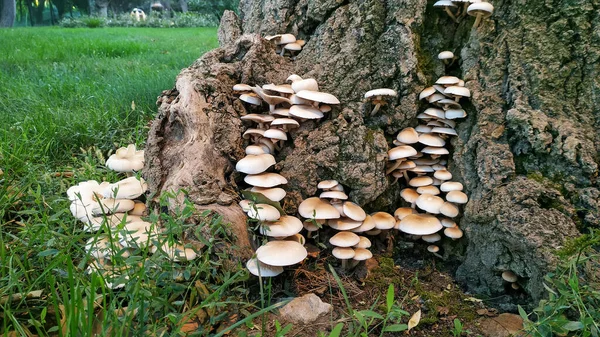 Many Toadstools Have Grown Tree — Photo