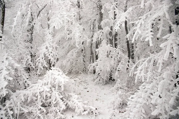 Snow Covered Trees Beautiful Winter Forest — Photo