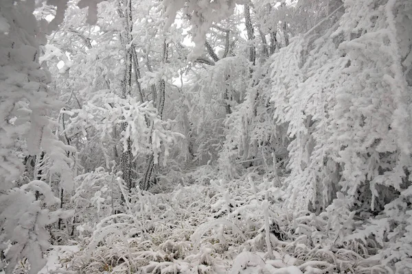 Snow Covered Trees Beautiful Winter Forest — Photo