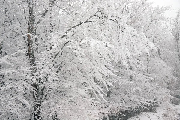 Snow Covered Trees Beautiful Winter Forest — Photo