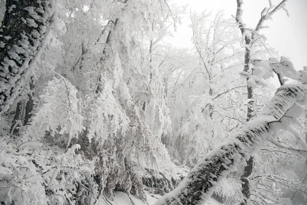 Snow-covered trees in a beautiful winter forest.