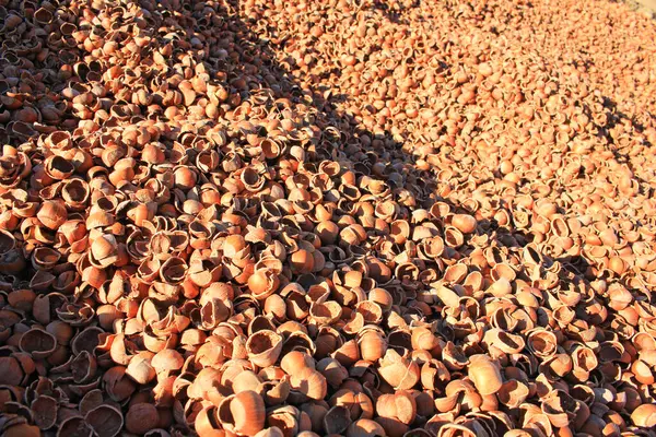 Large Pile Peeled Walnut Shells — Stockfoto