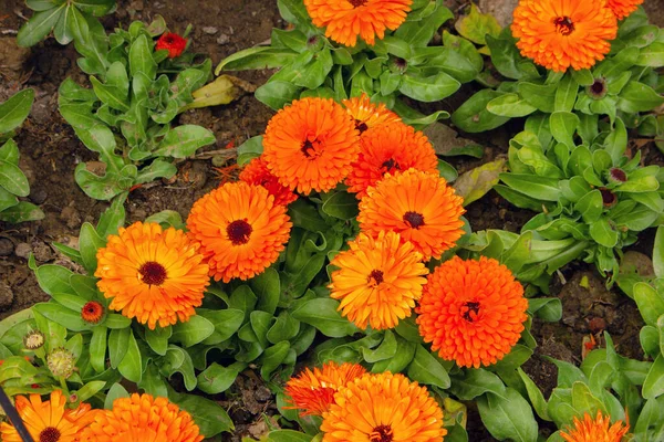 Piękne Kwiaty Kwitną Klombie — Zdjęcie stockowe