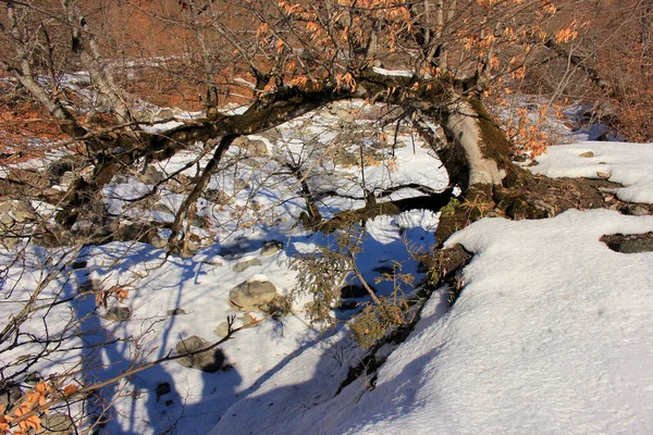 Beautiful Curved Tree Winter Forest — Photo