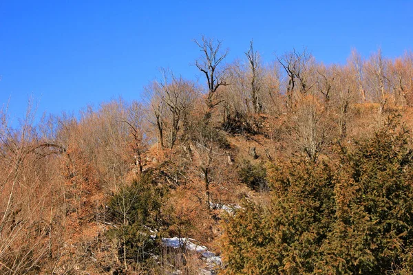 Schöner Herbstwald Den Bergen — Stockfoto