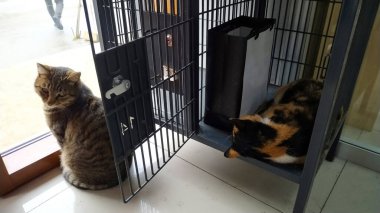 Kışın pazarda yaşayan kediler.