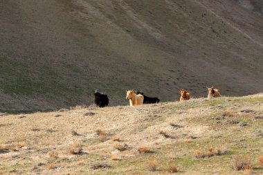 İnekler dağlarda kendi başlarına otlar..