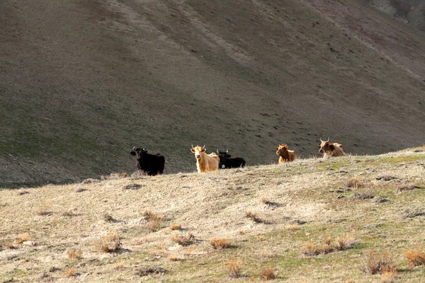 Cows Graze Own Mountains — Stock Photo, Image