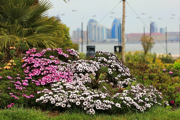 Lindas Flores Canteiro Flores Avenida Cidade Baku Azerbaijão — Fotografia de Stock