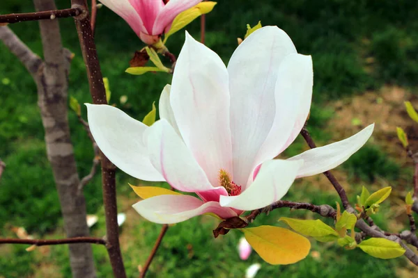 Gyönyörű Virágzó Magnólia Virágok Parkban — Stock Fotó