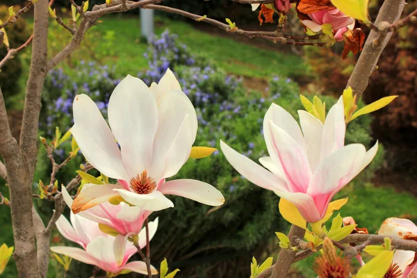 Schöne Blühende Magnolienblüten Park — Stockfoto