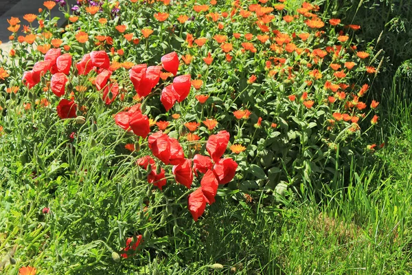 Прекрасный Цветок Алых Маков Поле — стоковое фото