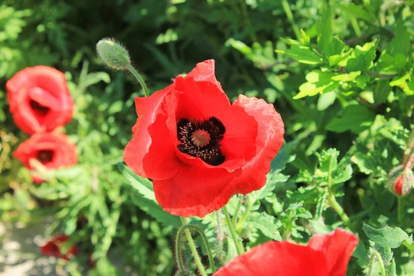 Bella Fioritura Papaveri Scarlatti Nel Campo — Foto Stock