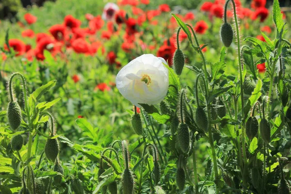 Bella Fioritura Papaveri Scarlatti Nel Campo — Foto Stock