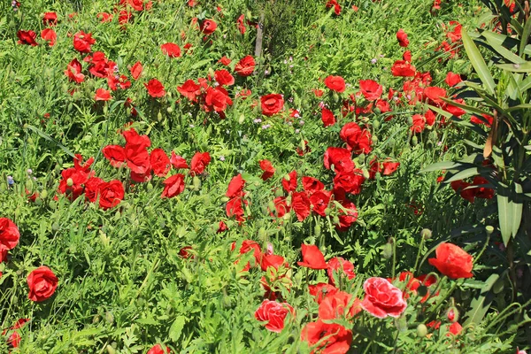 Bella Fioritura Papaveri Scarlatti Nel Campo — Foto Stock