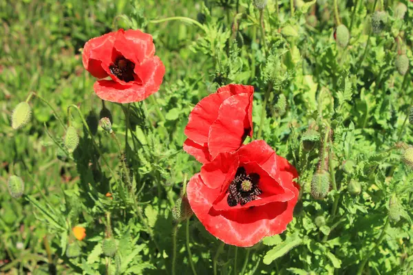 Bella Fioritura Papaveri Scarlatti Nel Campo — Foto Stock