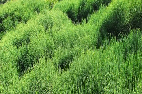 Güzel Taze Düz Yeşil Çimenler — Stok fotoğraf
