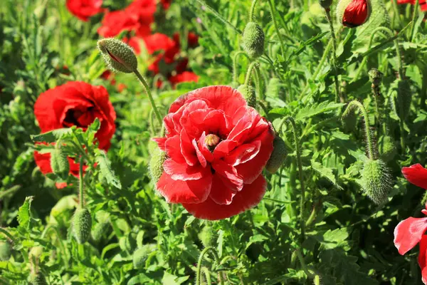 Красиве Цвітіння Червоних Маків Полі — стокове фото