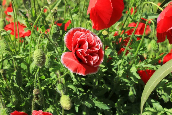 Hermosa Floración Amapolas Escarlata Campo — Foto de Stock