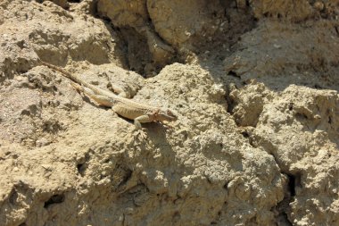 Gobustan dağlarında güneşin tadını çıkaran bir kertenkele. Azerbaycan