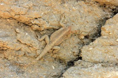 Gobustan dağlarında güneşin tadını çıkaran bir kertenkele. Azerbaycan