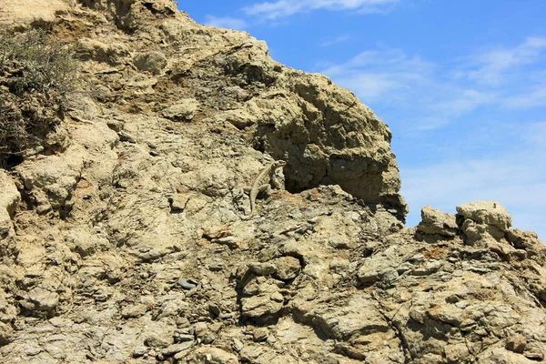 Egy Gyík Sütkérezik Napon Gobustan Hegyeiben Azerbajdzsán — Stock Fotó