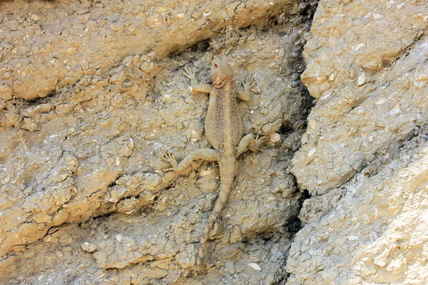 一只蜥蜴在高布斯坦的山上晒太阳 阿塞拜疆 — 图库照片