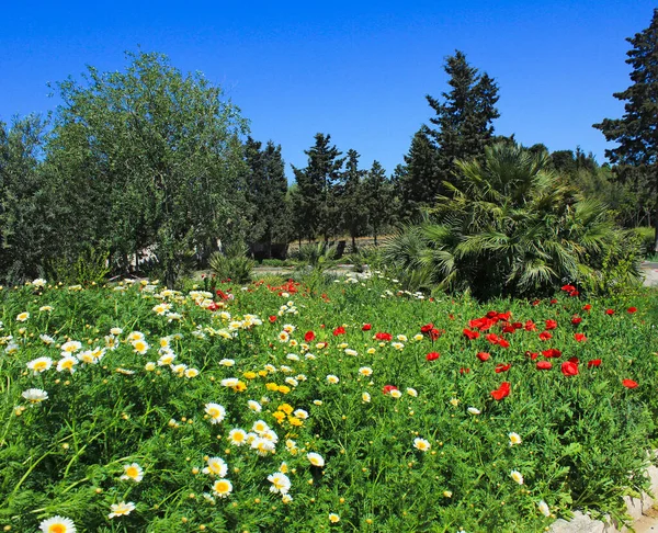 Lindas Flores Jardim Botânico Baku Azerbaijão — Fotografia de Stock